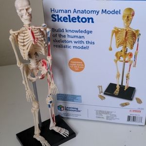 🦴 Human Anatomy Model Skeleton